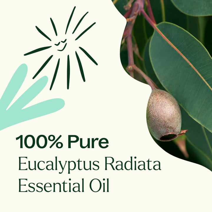 Eucalyptus Radiata Essential Oil