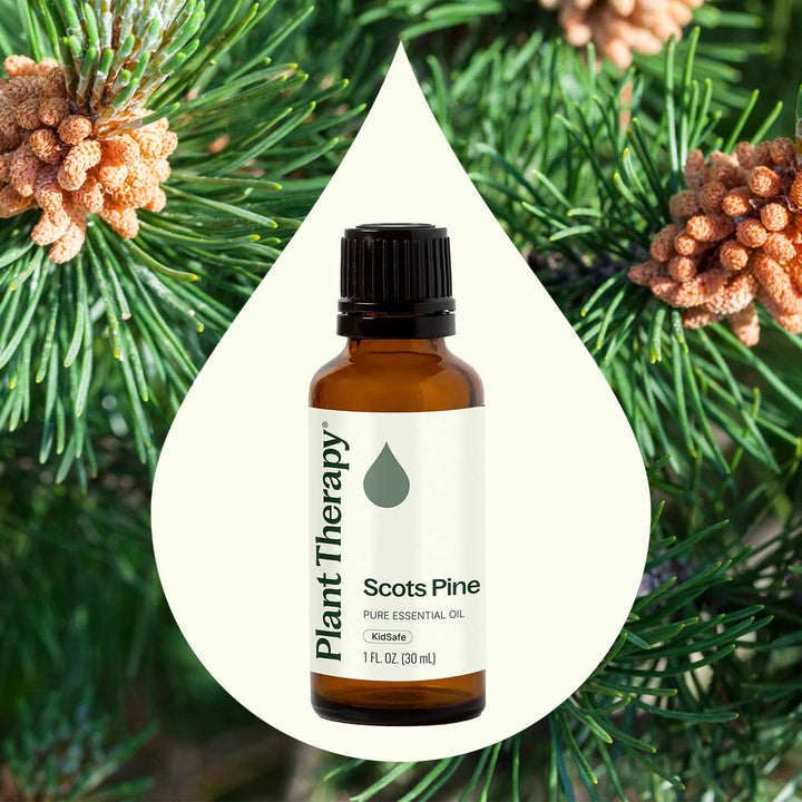 Scots Pine Essential Oil