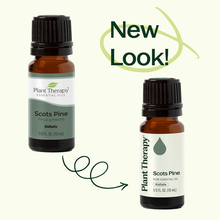 Scots Pine Essential Oil