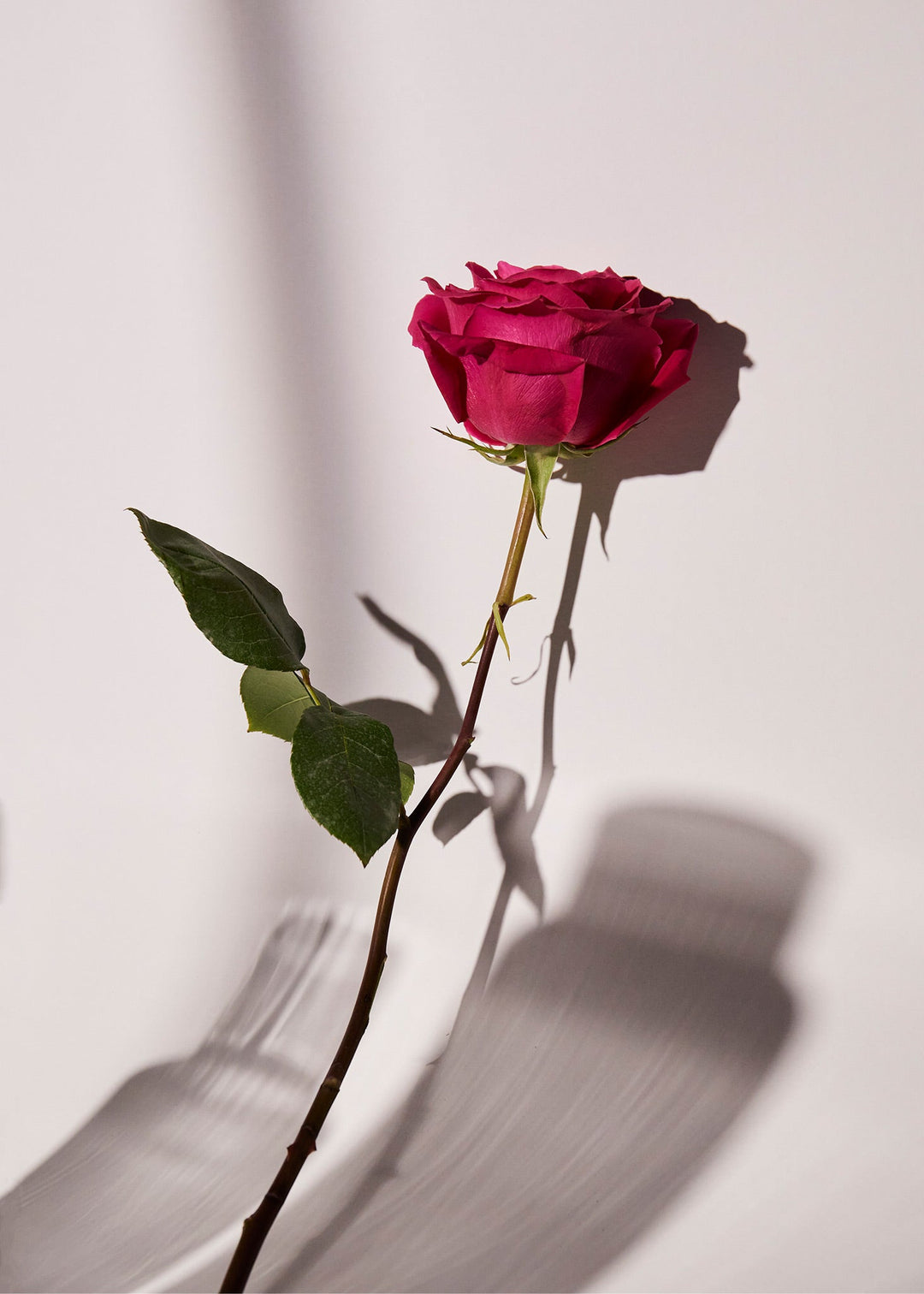 Rose Glow Facial Mist – Plump, Balance & Rejuvenate