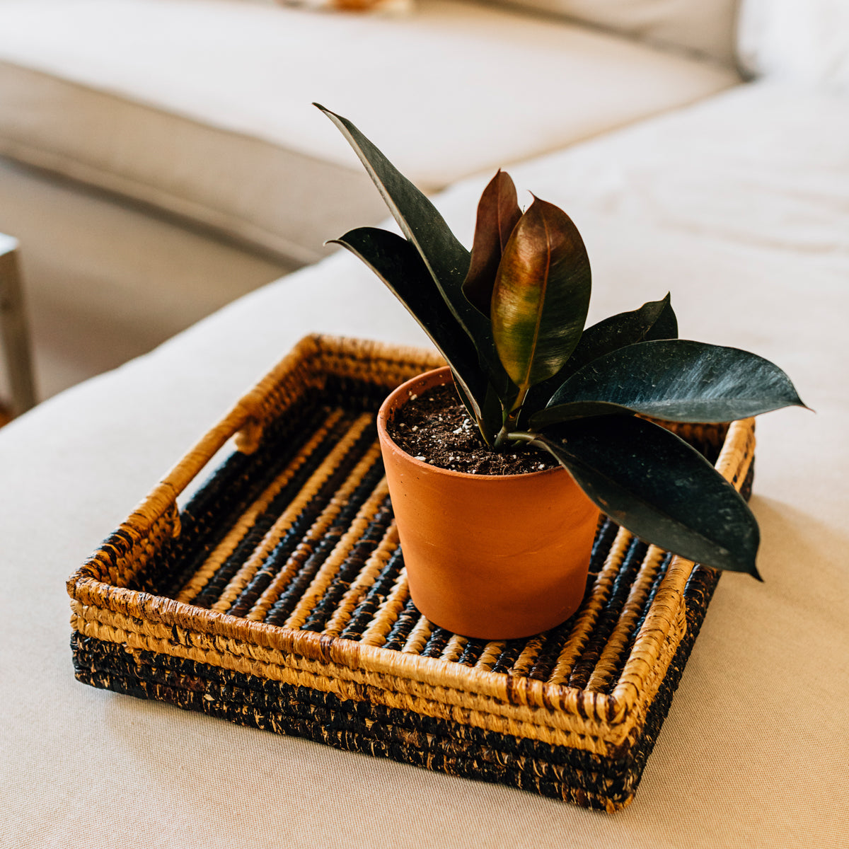 Azizi Life Parker Banana Leaf Trays - Thumbnail 5